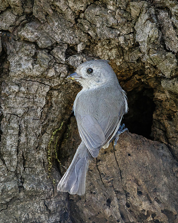 Oak Titmouse, at nest hole