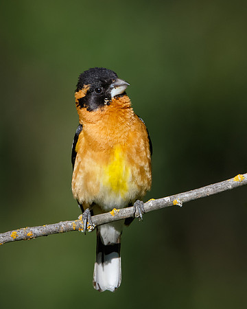 Black-headed Grosbeak