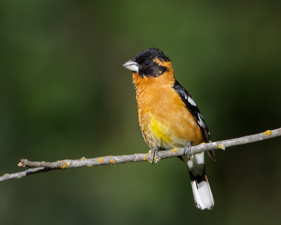 Black-headed Grosbeak