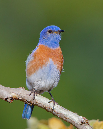 Western Bluebird