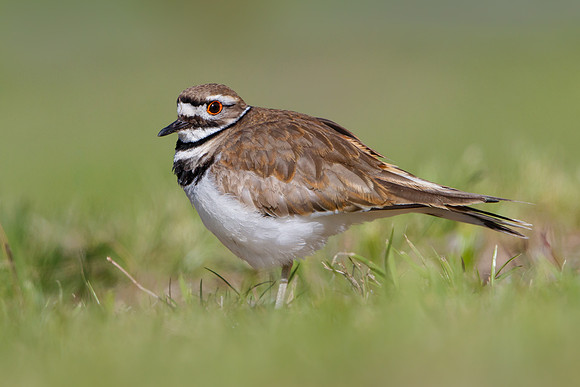 Killdeer