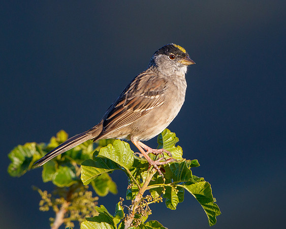 Golden-crowned Sparrow