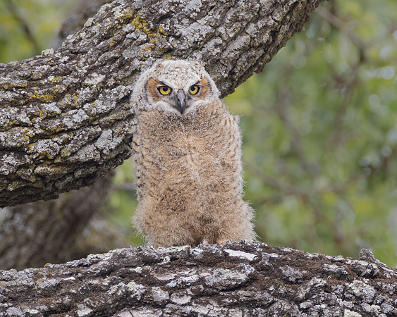 Great Horned Owl, fledgling