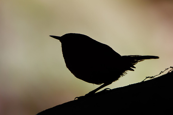 Pacific Wren