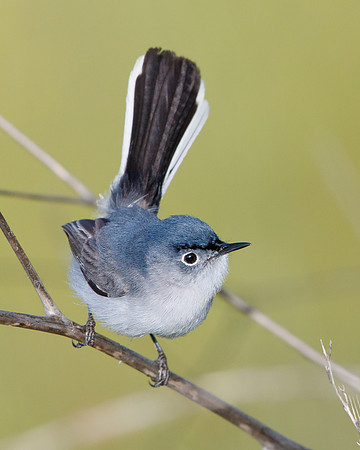 Blue-gray Gnatcatcher