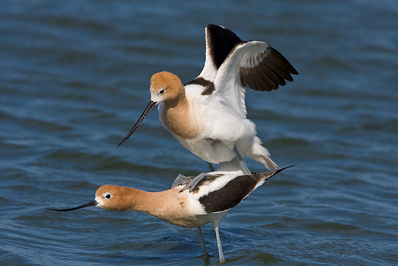 American Avocets, mating