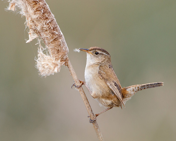 Marsh Wren