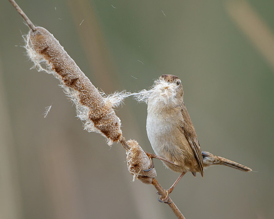 Marsh Wren, collecting nest material