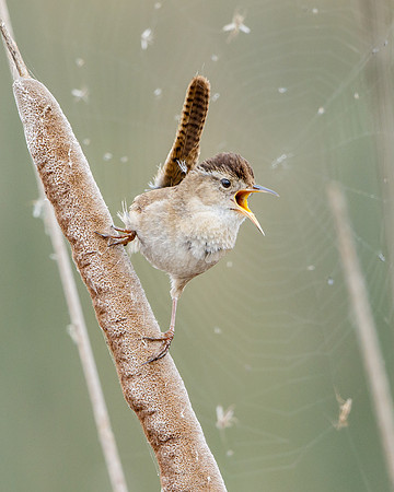 Marsh Wren, alongside spider web