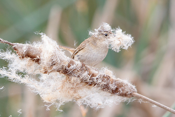 Marsh Wren, collecting nest material