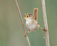 Marsh Wren