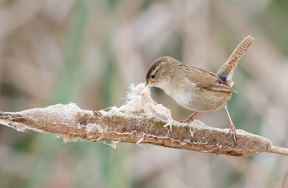 Marsh Wren, collecting nest material