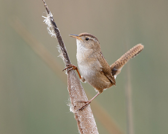 Marsh Wren