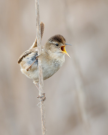 Marsh Wren