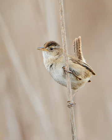Marsh Wren