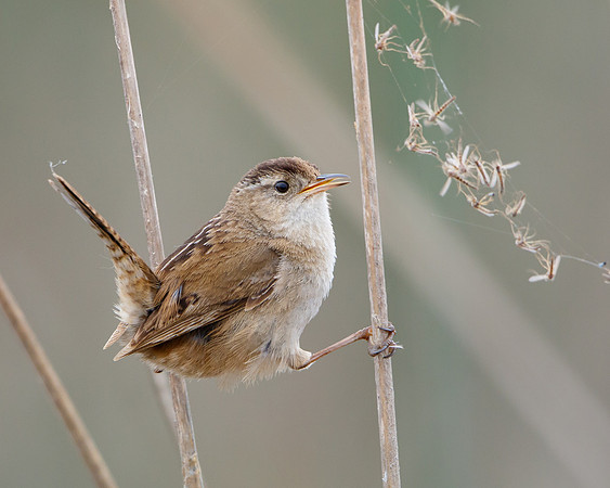 Marsh Wren, alongside spider web