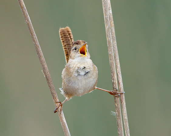 Marsh Wren