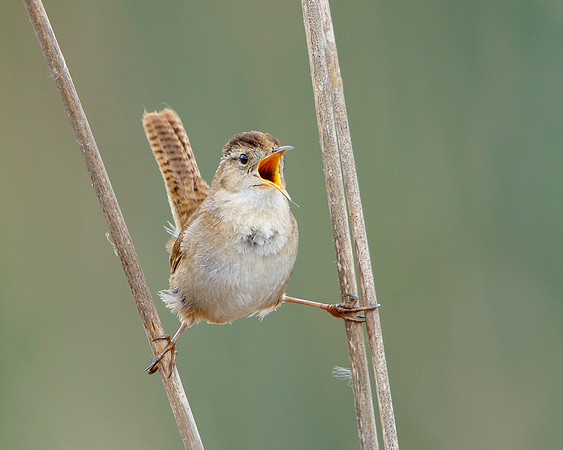 Marsh Wren