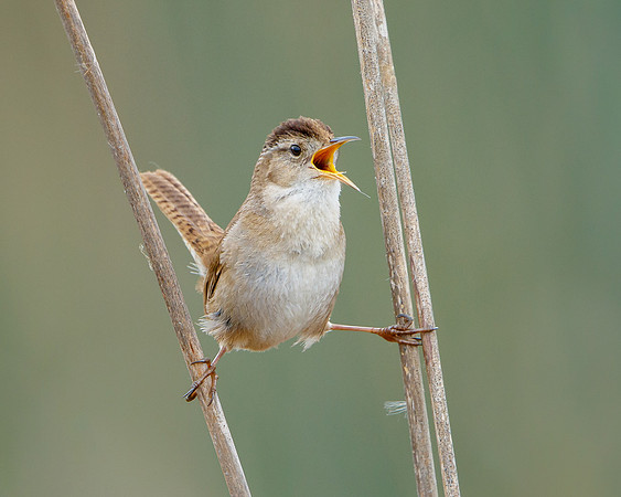 Marsh Wren