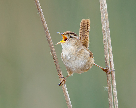Marsh Wren