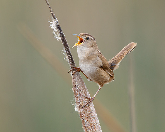 Marsh Wren