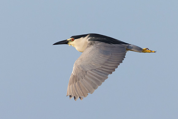Black-crowned Night Heron