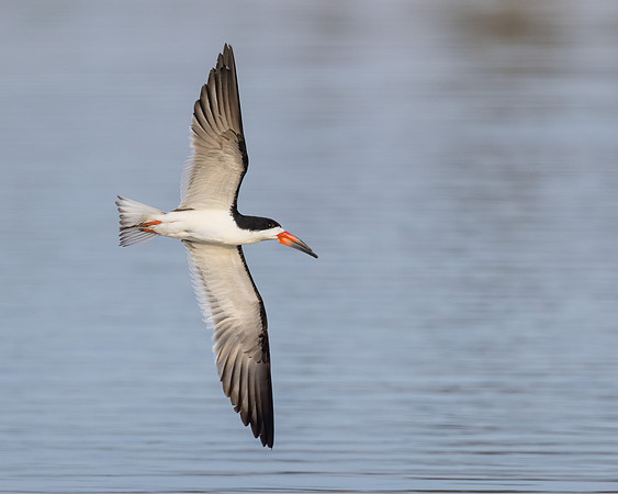 Black Skimmer