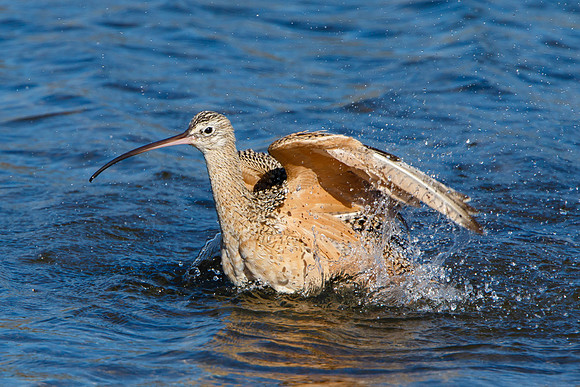 Long-billed Curlew, bathing