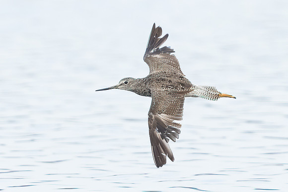 Greater Yellowlegs