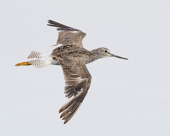 Greater Yellowlegs