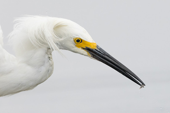 Snowy Egret