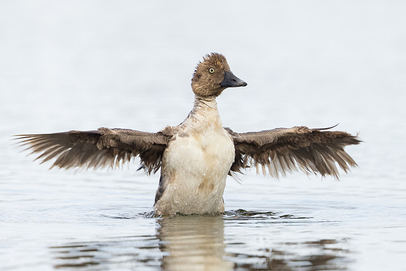 Common Goldeneye