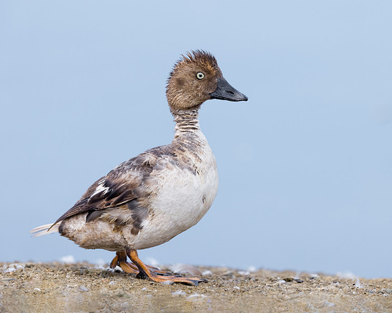 Common Goldeneye