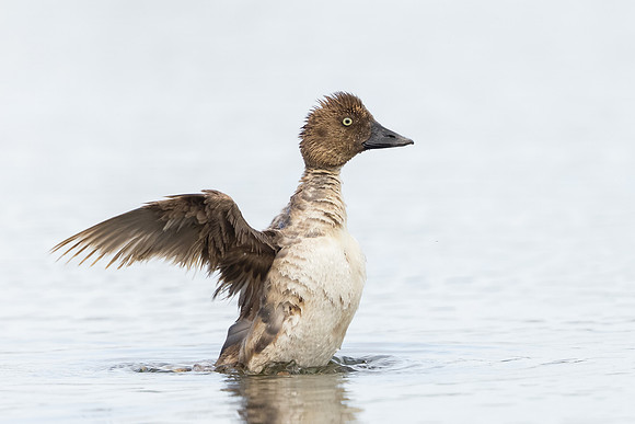 Common Goldeneye