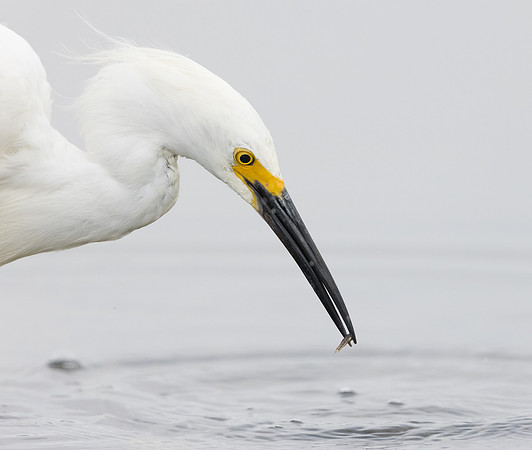Snowy Egret