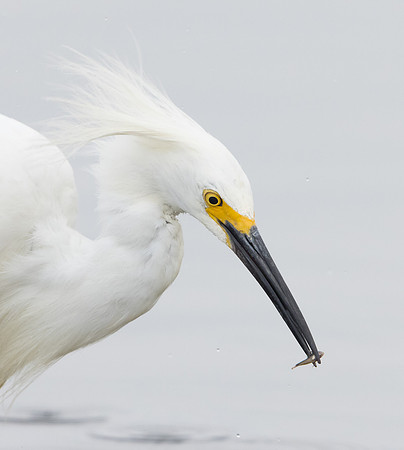 Snowy Egret