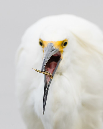Snowy Egret