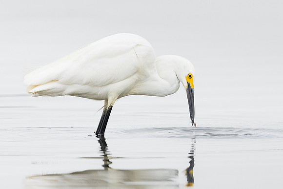Snowy Egret