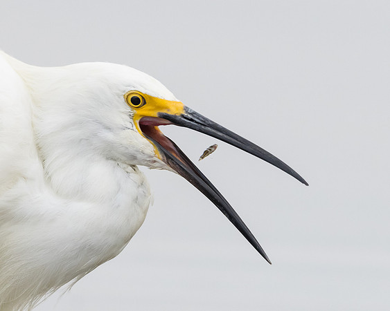 Snowy Egret