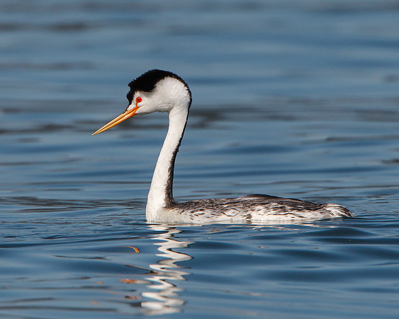 Clark's Grebe