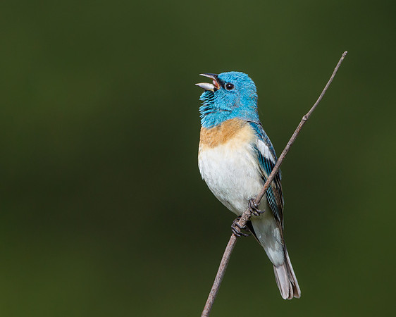 Lazuli Bunting