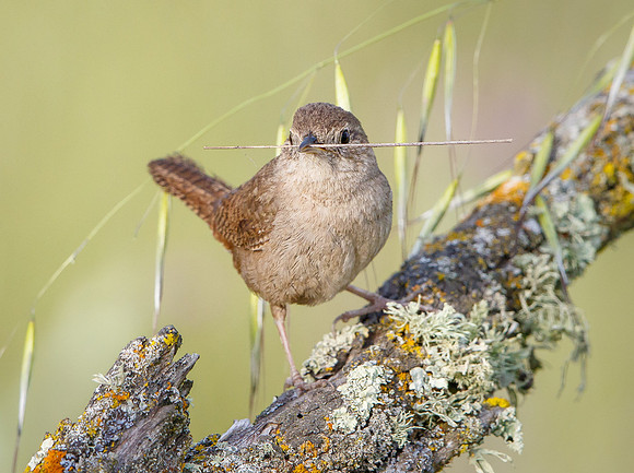 House Wren, with nest material