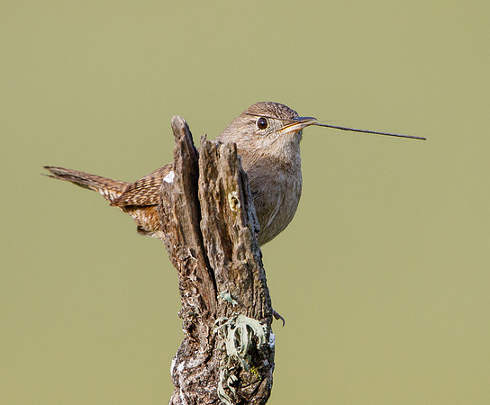 House Wren, with nest material