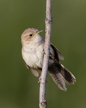 House Wren