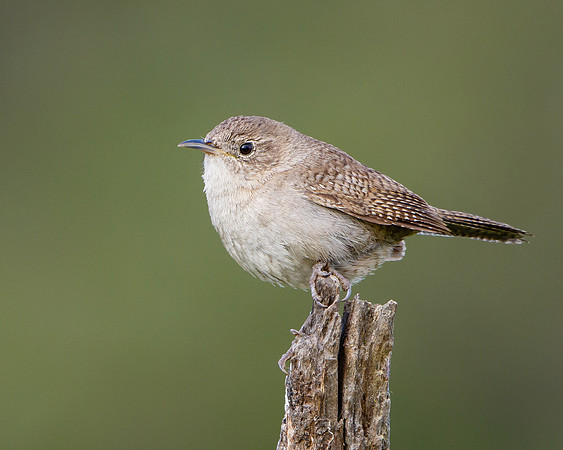 House Wren