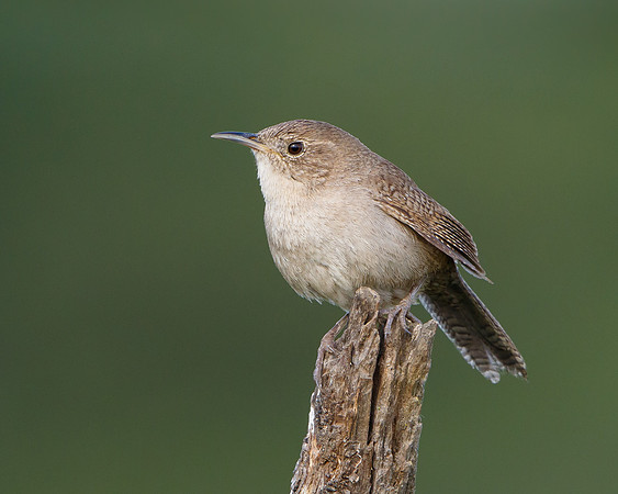 House Wren