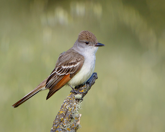 Ash-throated Flycatcher