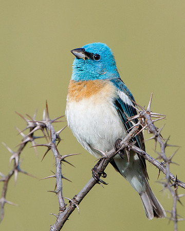 Lazuli Bunting
