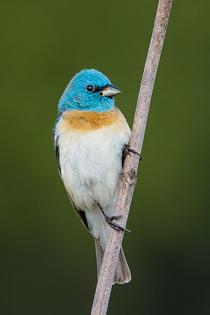 Lazuli Bunting