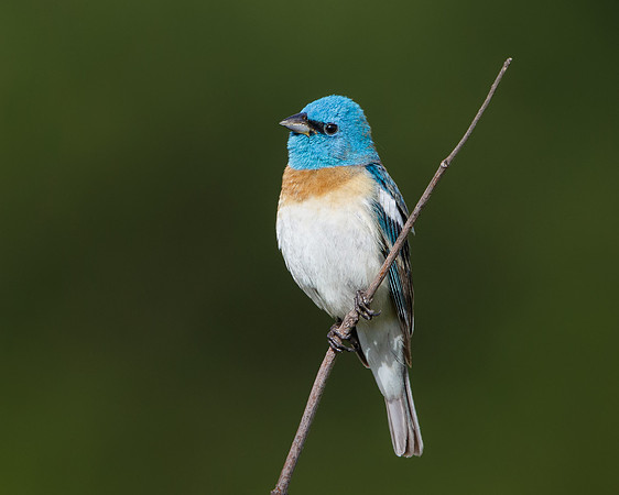 Lazuli Bunting